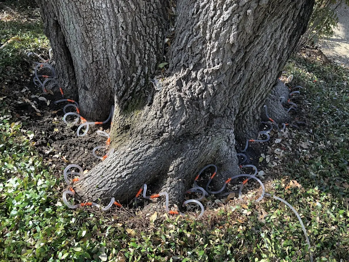 Detailed Tree Cabling and Bracing job site in Mandeville