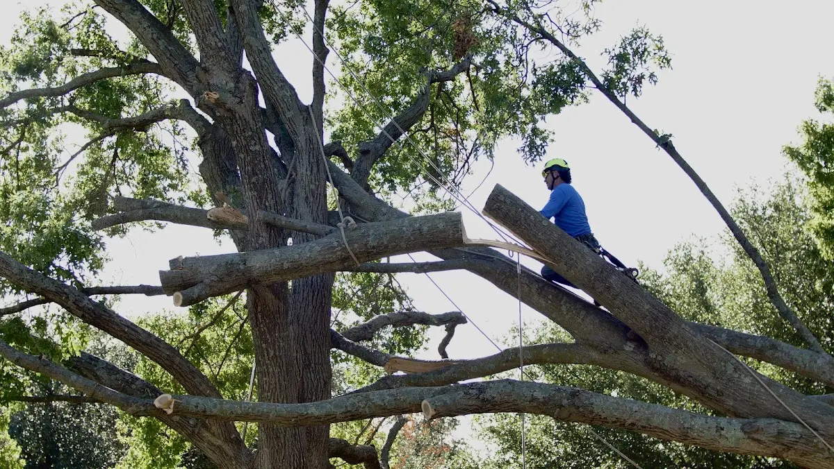 Professional Hazardous Tree Removal performed by certified arborists in Mandeville