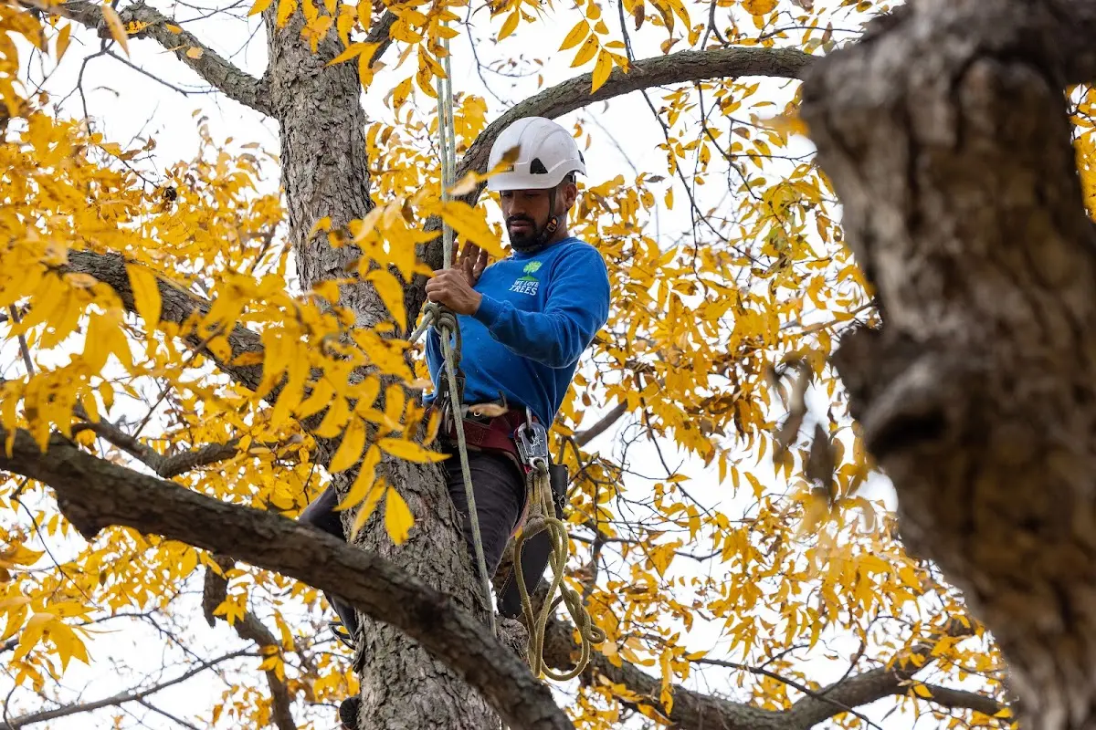 Skilled Tree Planting crew working in Mandeville